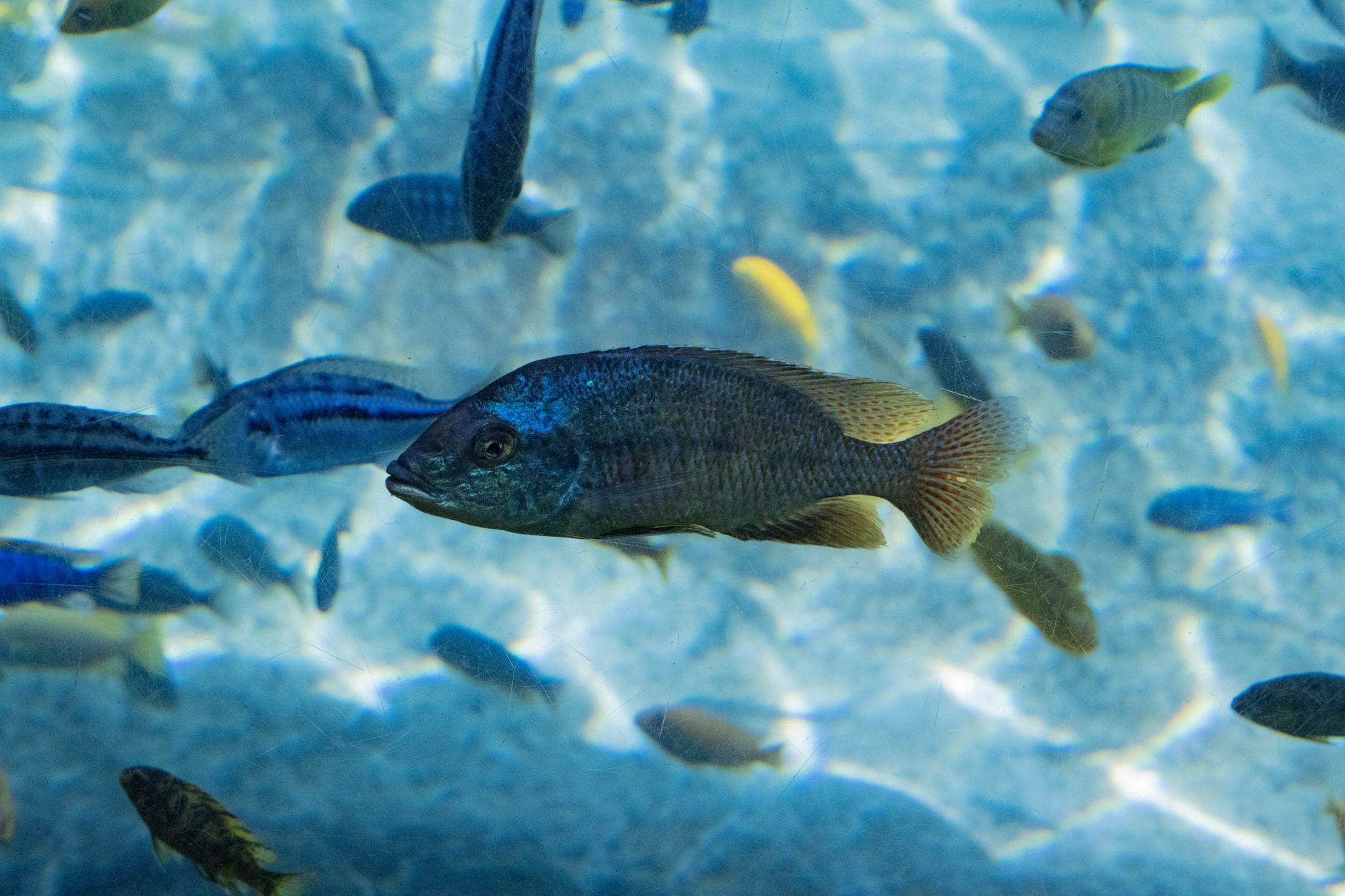 Interior modern aquarium residence dengan tangki ikan besar, pencahayaan biru, dan desain minimalis mewah.